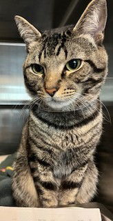 adoptable Cat in Van Nuys, CA named PLINKO