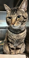 adoptable Cat in Van Nuys, CA named PLINKO