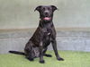 adoptable Dog in  named SUNNY