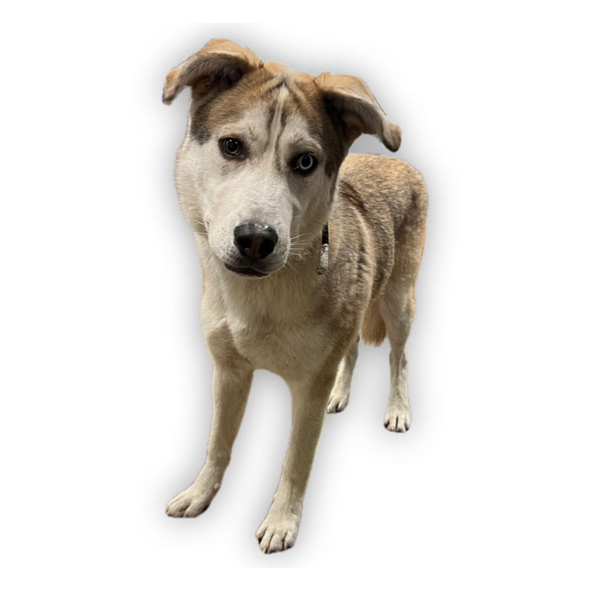 adoptable Dog in Van Nuys, CA named MARSHALL