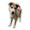 adoptable Dog in  named MARSHALL