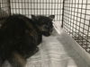 adoptable Cat in Van Nuys, CA named SABRINA