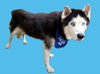 adoptable Dog in Van Nuys, CA named LEVI