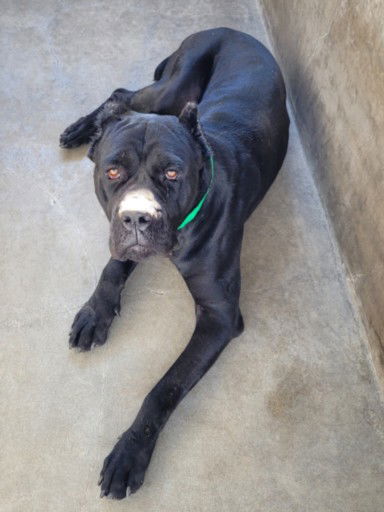 adoptable Dog in Van Nuys, CA named SHREK