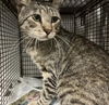 adoptable Cat in  named LUO
