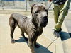 adoptable Dog in van nuys, CA named BLAZE