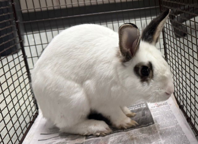 adoptable Rabbit in Van Nuys, CA named TOFFEE