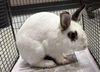 adoptable Rabbit in  named TOFFEE