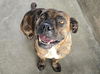 adoptable Dog in  named DIXIE