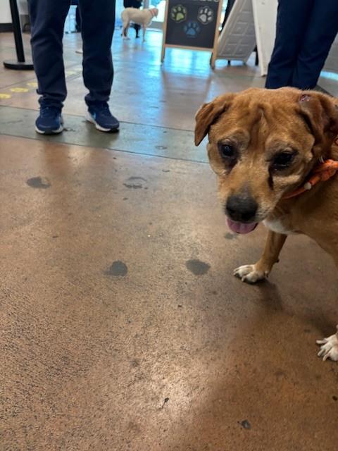 adoptable Dog in Van Nuys, CA named LELOO