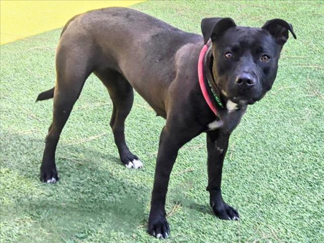 adoptable Dog in Van Nuys, CA named DORSIE