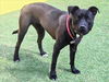 adoptable Dog in  named DORSIE