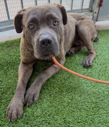 adoptable Dog in Van Nuys, CA named CAMACHO