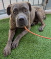 adoptable Dog in  named CAMACHO