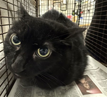 adoptable Cat in Van Nuys, CA named BELLA PENNY LOU
