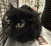 adoptable Cat in van nuys, CA named BELLA PENNY LOU