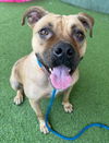 adoptable Dog in van nuys, CA named BELLA MOOKIE