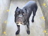 adoptable Dog in  named KILO
