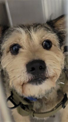 adoptable Dog in Van Nuys, CA named CAPONE