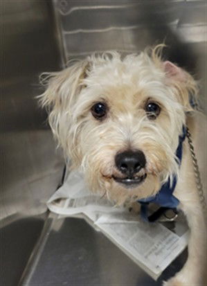adoptable Dog in Van Nuys, CA named SCARFACE