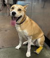 adoptable Dog in  named CALVIN