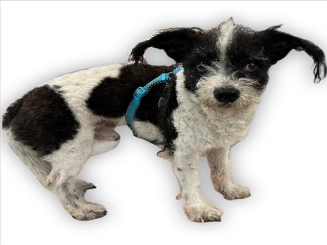 adoptable Dog in Van Nuys, CA named DOMINO