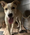 adoptable Dog in van nuys, CA named ABBEY