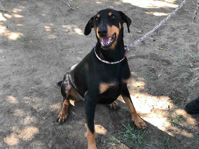 adoptable Dog in Van Nuys, CA named SOLDIER