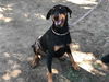 adoptable Dog in  named SOLDIER