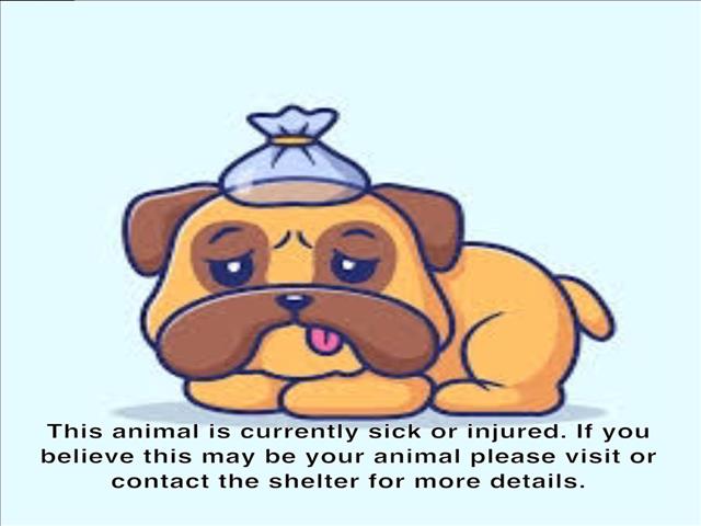 adoptable Dog in Van Nuys, CA named KOKI