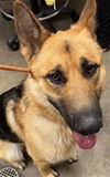 adoptable Dog in van nuys, CA named BEAU