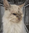 adoptable Cat in  named PRECIOUS