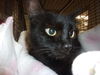adoptable Cat in  named LIZA