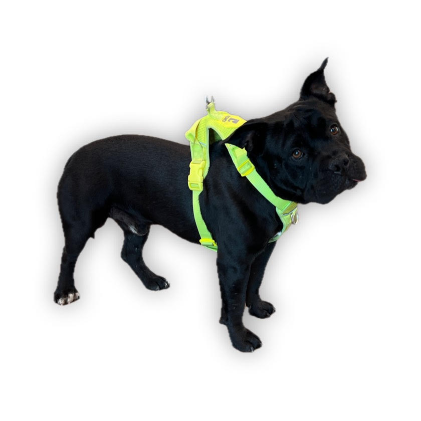 adoptable Dog in Van Nuys, CA named BRUCE WAYNE