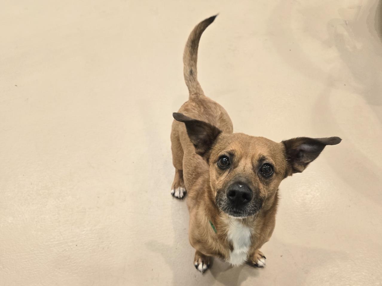 adoptable Dog in Van Nuys, CA named GUNNER