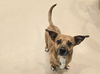 adoptable Dog in  named GUNNER