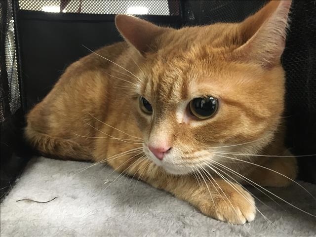 adoptable Cat in Van Nuys, CA named ASH