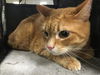 adoptable Cat in van nuys, CA named ASH