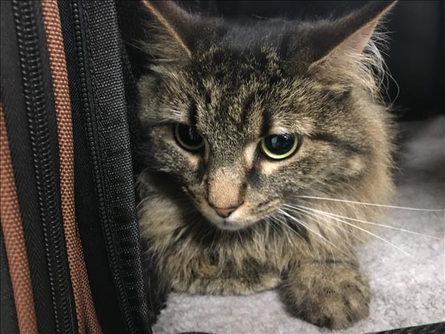 adoptable Cat in Van Nuys, CA named VIOLET