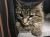 adoptable Cat in  named VIOLET
