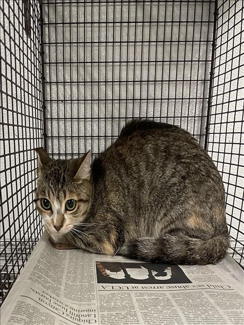 adoptable Cat in Van Nuys, CA named BABY MARIE