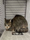 adoptable Cat in van nuys, CA named BABY MARIE