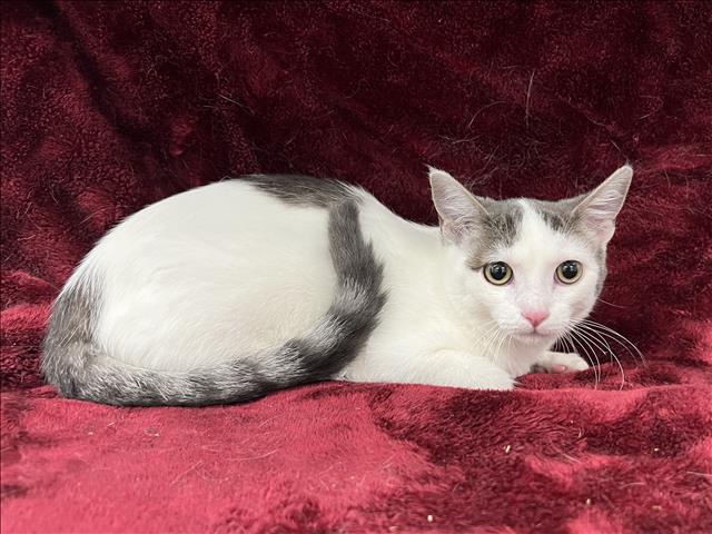 adoptable Cat in Van Nuys, CA named MAY