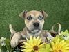 adoptable Dog in  named ESTHER