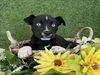 adoptable Dog in  named MONICA