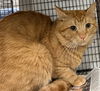 adoptable Cat in Van Nuys, CA named ZEUS
