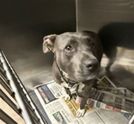adoptable Dog in Van Nuys, CA named MOXIE GONZALEZ