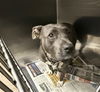 adoptable Dog in  named MOXIE GONZALEZ