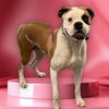 adoptable Dog in Van Nuys, CA named ZOE