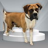 adoptable Dog in Van Nuys, CA named ROCKY BALBOA